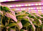 Cree LED Gartenbaubeleuchtung
