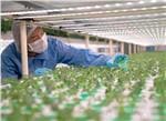 ams OSRAM Gartenbaubeleuchtung