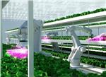 ams OSRAM UV-C in Horticulture